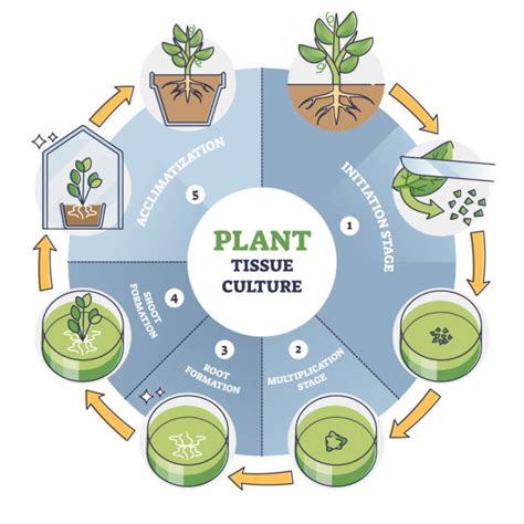 Plant Cloning Process