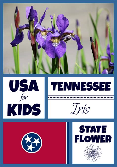 Tennessee State Flower - Iris by USA Facts for Kids