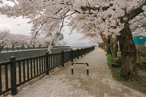 Premium Photo | Mt fuji and cherry blossom at lake kawaguchiko