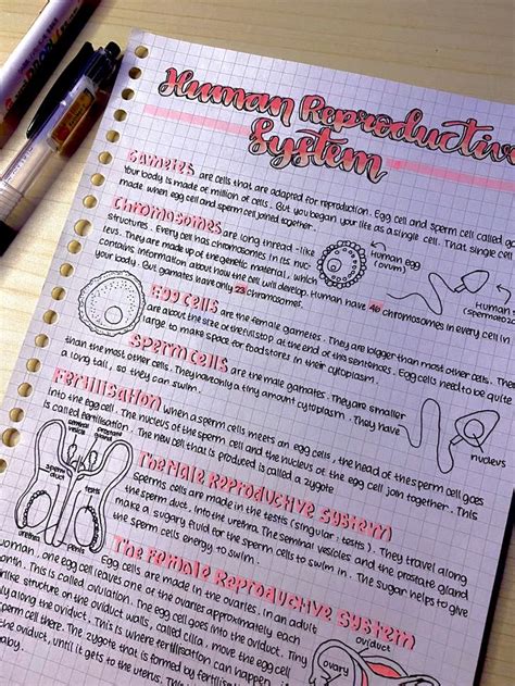 Human Reproduction System Notes by ihyrin_ | School organization notes, Notes inspiration ...