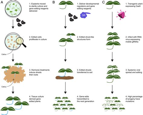 Attaining the promise of plant gene editing at scale | PNAS