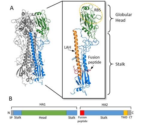 Hemagglutinin structure and functional regions. (A) The HA trimer of an ...