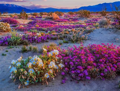 Southern CA Desert Wildflowers 2019 | California wildflowers, Wild ...