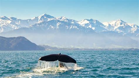 KAIKOURA WHALE WATCHING - All You Need To know