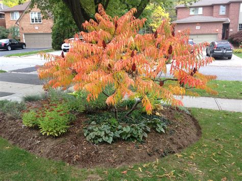 Tiger Eyes Staghorn Sumac Tree - Tree Clipart Free