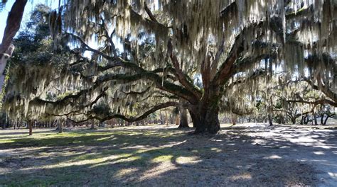 Lowcountry Photographer | David Bruce Grim, Author