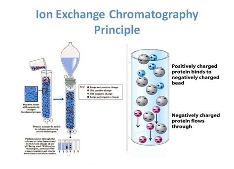 How does ion exchange chromatography resin work? - FAQ - Taiyuan Lanlang Technology Industrial Corp.