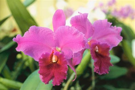 Live Hawaiian Cattleya Orchid Starter Plant 2" Pot 4" to 8" Tall ...