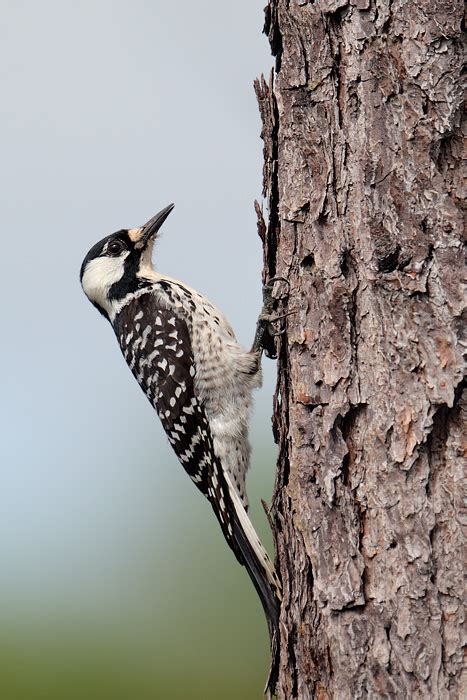 Red-Cockaded Woodpecker: Endangered Bird with Unique Habitat