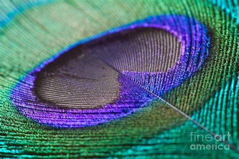 Peacock Feather Closeup Photograph by Clickmanis