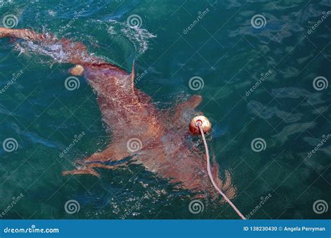 Copper Shark at the Surface Stock Photo - Image of copper, bronze ...