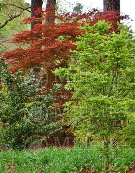 Japanese Maple Tree Silhouette