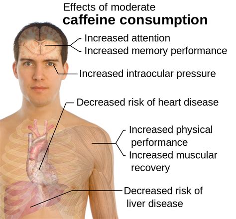 1102px-Effects_of_moderate_caffeine_consumption.svg - Ruokasota