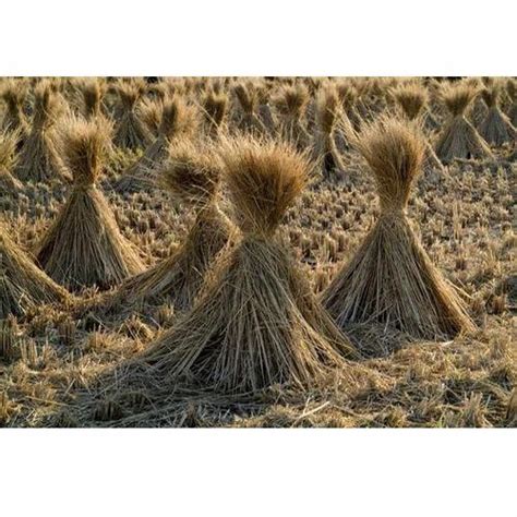 Paddy Straw at best price in Kanchipuram by Srivathsa Agro Energy ...