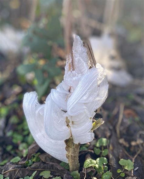 Frost Flowers