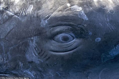 Stunning pictures show mother sperm whale feeding its calf by injecting ...