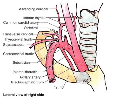 Branches of Subclavian artery : Mnemonic - https://epomedicine.com/medical-students/branches ...