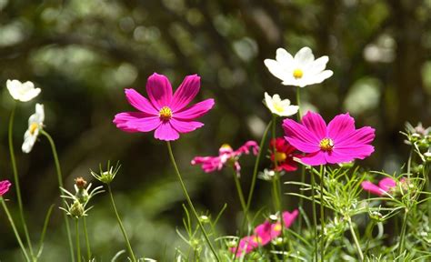 Cosmos Flowers Wallpapers - Wallpaper Cave