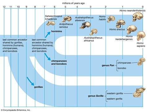 Homo Sapiens Evolution Timeline