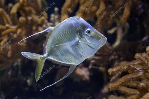 Lookdown Marine fish — Stock Photo © wrangel #136091418