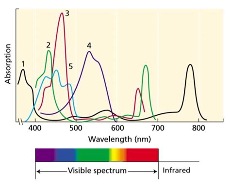 Light and Photosynthesis - Study Solutions