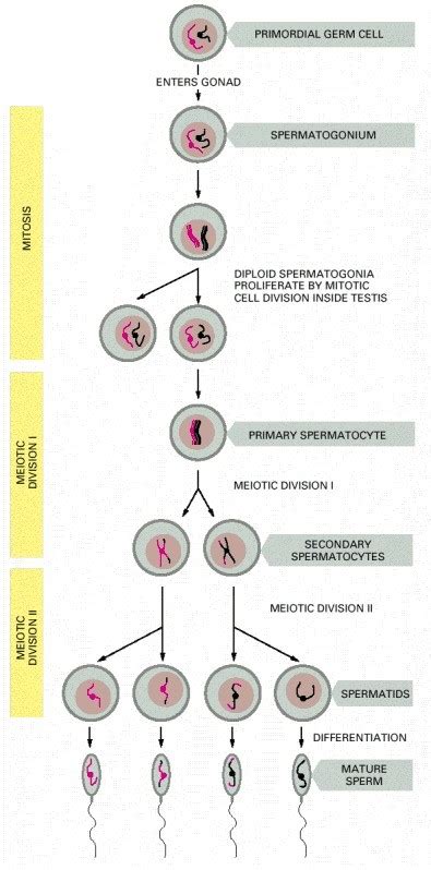 Explain The Process Of Spermatogenesis With Diagram Spermato