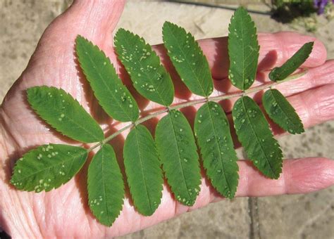 Broadleaf Leaf Key - Tree Guide UK - Broadleaf tree ID by leaf shape