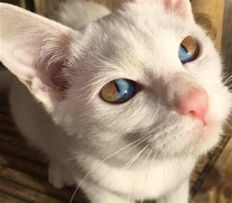 This cat with heterochromia makes each eye have 2 different colors in ...