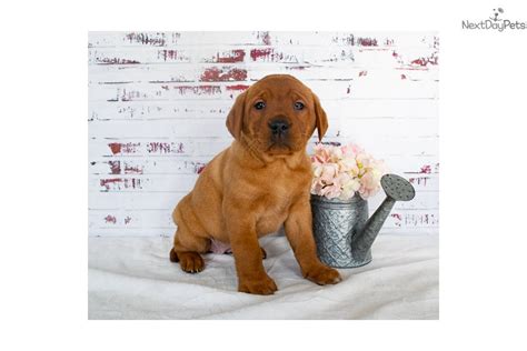 Zuma: Labrador Retriever puppy for sale near Akron / Canton, Ohio. | 47de5c83-38f1