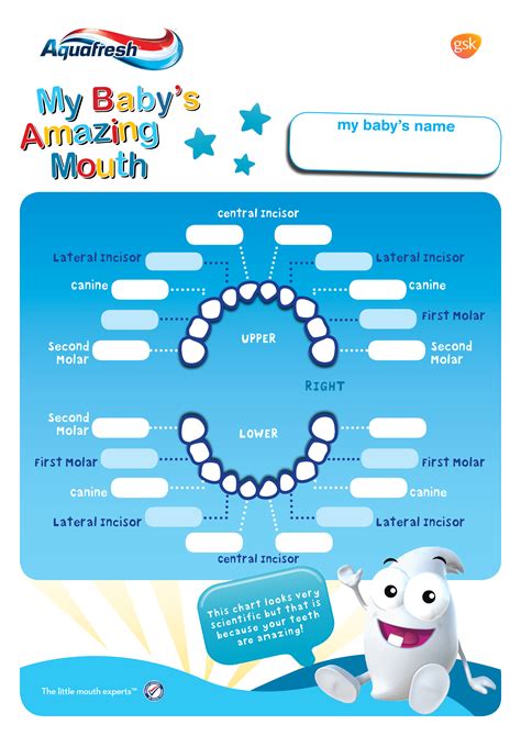 Free Printable Tooth Chart Printable Morning And Nighttime Brushing, Flossing, And Rinsing ...