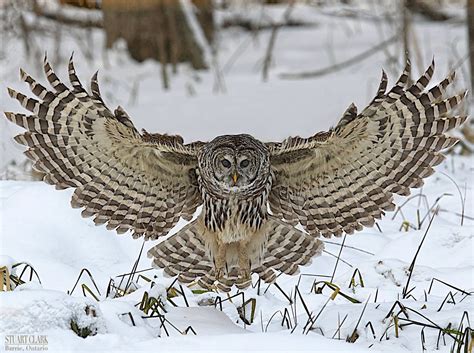 Pin by Ann Griffin on Owls | Owl, Owl pictures, Owl photos