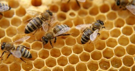 Buzz from the beehive: What it's like to keep bees throughout the year