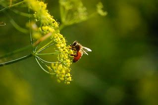 RT303084 | Trying to take photos of bees on a hot humid summ… | Flickr