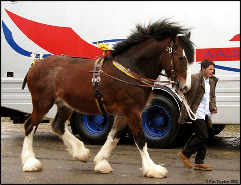 Shire Horse Show: Stallion 11 by ladyepona on DeviantArt