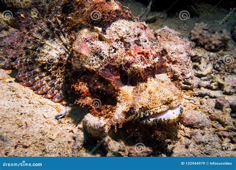 Venomous scorpion fish stock image. Image of scorpion - 132944979