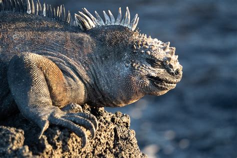 Galapagos Islands Animals | Where, When & How to Spot Them