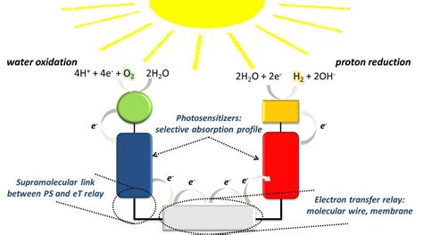 Artificial Photosynthesis to Generate Clean Energy | Photosynthesis, Energy, Clean energy