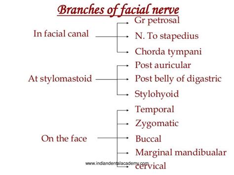 😍 Facial nerve branches. Easy Notes On 【Facial Nerve】Learn in Just 4 ...