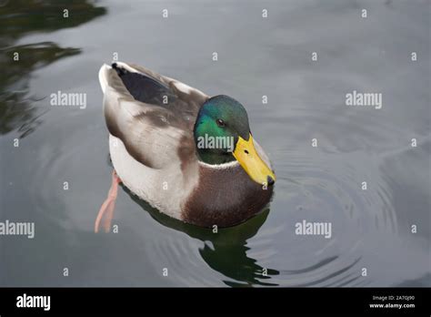 Male Mallard Duck swimming Stock Photo - Alamy