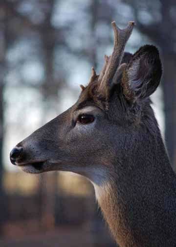 Why Does My Female Deer have Antlers? - The Predator Hunter