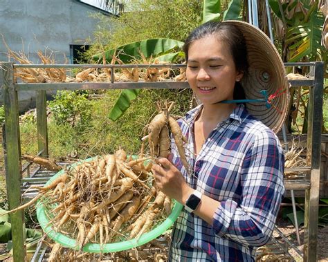 Cô gái trồng sâm bố chính thu 500 triệu đồng/tháng - EU-Vietnam ...