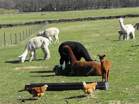 Mayfield Alpacas © Penny Mayes :: Geograph Britain and Ireland