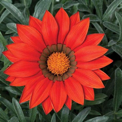 Gazania Plant Images - Cool-season Flowers For Your Fall Garden | Snaplant.com - Avoid very ...