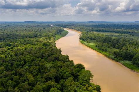 Kinabatangan River - Boat trip through Borneo's Jungle | BORNEOGURU