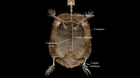 Turtle skeleton | Atlas of Comparative Vertebrate Anatomy