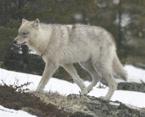 File:Quebec wild wolf.jpg - Wikimedia Commons