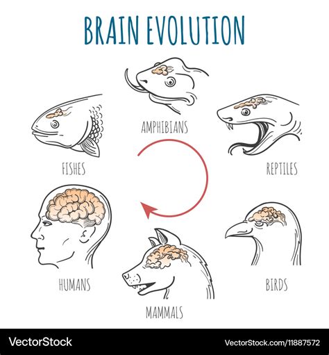 Brain evolution Royalty Free Vector Image - VectorStock