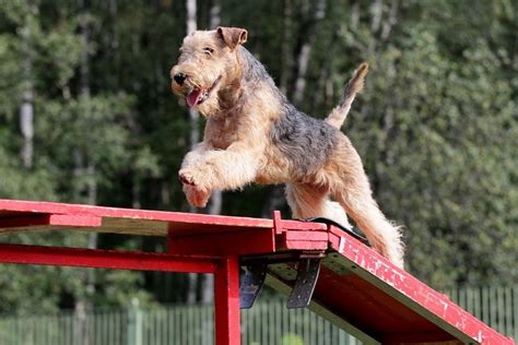 12 Types of Dog Competitions: A Complete Overview | Hepper