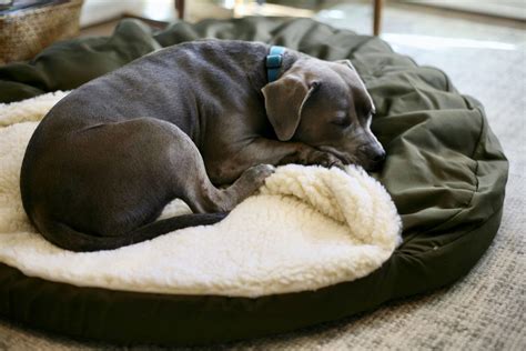 Review: Rover Test Pups Try Snoozer’s Cozy Cave Bed in Large