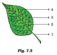 Label the parts of the leaf. - Worksheets Library
